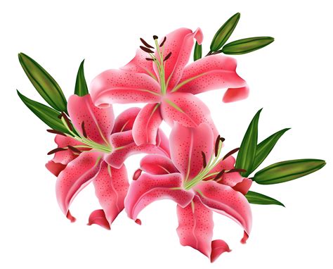 Lily